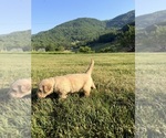 Small #5 Golden Retriever