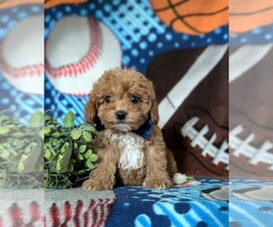 Poodle (Miniature) Puppy for sale in LEOLA, PA, USA
