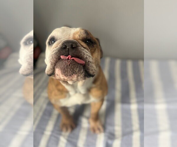 Medium Photo #5 Bulldog Puppy For Sale in Oak Bluffs, MA, USA