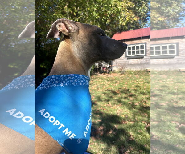 Medium Photo #7 Mutt Puppy For Sale in Sebec, ME, USA