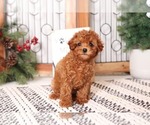 Small Photo #3 Cavapoo Puppy For Sale in NAPLES, FL, USA