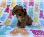Small #6 Cavapoo (Miniature)