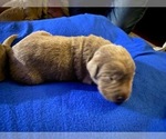 Puppy 8 Labrador Retriever