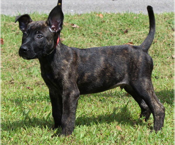 Medium Photo #4 Mutt Puppy For Sale in Prattville, AL, USA
