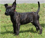 Small #3 Mutt