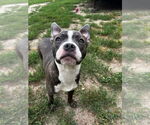 Small #12 American Pit Bull Terrier-American Staffordshire Terrier Mix