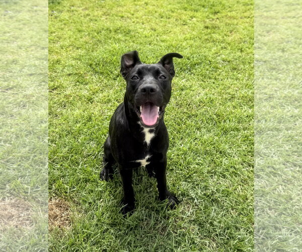 Medium Photo #1 German Shepherd Dog-Staffordshire Bull Terrier Mix Puppy For Sale in Holly Springs, NC, USA