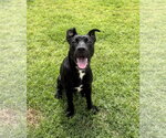 Small German Shepherd Dog-Staffordshire Bull Terrier Mix