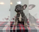 Small Photo #34 French Bulldog Puppy For Sale in GOSHEN, IN, USA