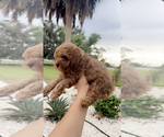 Small #3 Poodle (Toy)