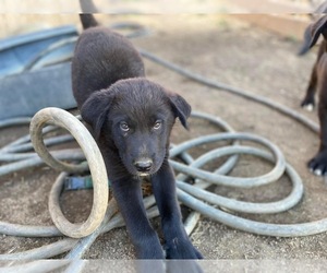 Alaskan Malamute-Cane Corso Mix Dogs for adoption in TEHACHAPI, CA, USA