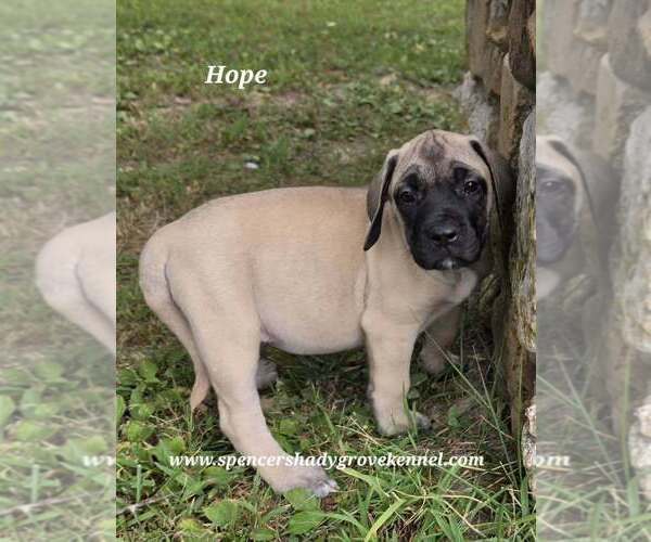 Medium Photo #13 Mastiff Puppy For Sale in CABOOL, MO, USA