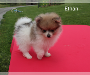 Pomeranian Puppy for sale in RAGERSVILLE, OH, USA