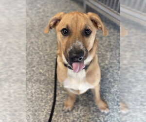 Mutt Dogs for adoption in Bemidji, MN, USA
