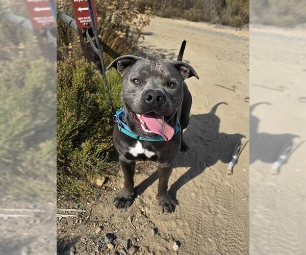 Medium Photo #1 Mutt Puppy For Sale in Chula Vista, CA, USA