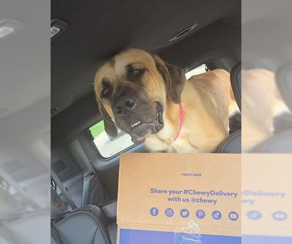 Medium Photo #3 Mastiff-Unknown Mix Puppy For Sale in Crystal, MN, USA