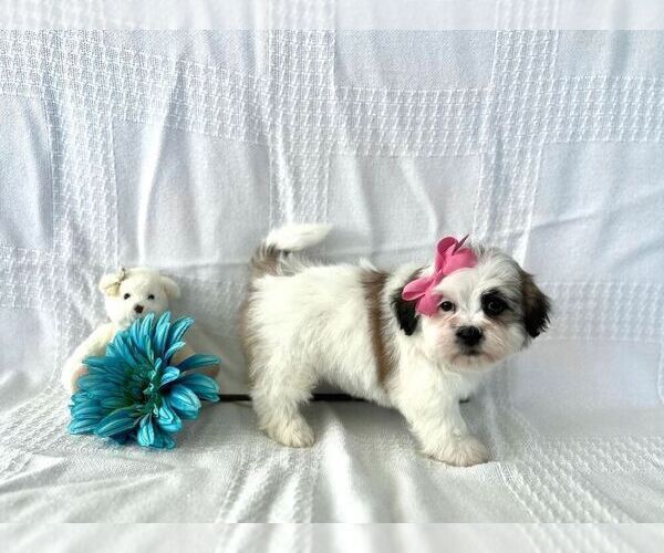 Medium Photo #1 Zuchon Puppy For Sale in ELKTON, KY, USA