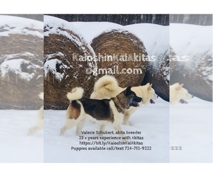 Akita Puppy for Sale in BUTLER, Pennsylvania USA