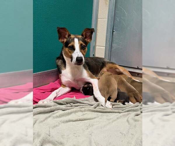 Medium Photo #1 Mutt Puppy For Sale in Woodbury, NY, USA