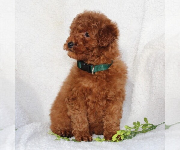 Medium Photo #5 Goldendoodle-Poodle (Standard) Mix Puppy For Sale in LEOLA, PA, USA