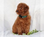 Small Photo #5 Goldendoodle-Poodle (Standard) Mix Puppy For Sale in LEOLA, PA, USA