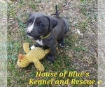 Small Photo #10 American Pit Bull Terrier Puppy For Sale in DELAWARE, OH, USA
