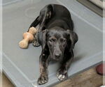 Small #1 Mountain Cur Mix