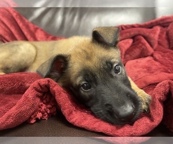 Medium Photo #18 Belgian Malinois Puppy For Sale in REESEVILLE, WI, USA