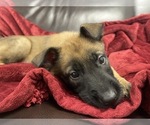 Small Photo #18 Belgian Malinois Puppy For Sale in REESEVILLE, WI, USA
