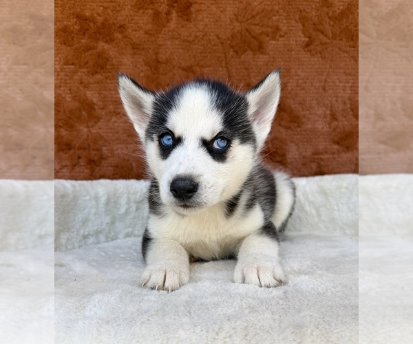 Medium Photo #6 Siberian Husky Puppy For Sale in OCALA, FL, USA