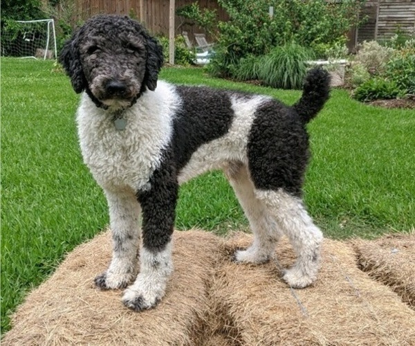Medium Photo #3 Goldendoodle Puppy For Sale in CYPRESS, TX, USA