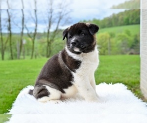 Akita Puppy for sale in MILLERSBURG, OH, USA