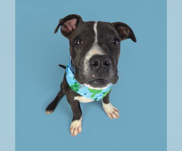 Medium Photo #2 Mutt Puppy For Sale in Bakersfield, CA, USA