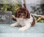 Small Photo #10 Poodle (Miniature) Puppy For Sale in FARWELL, MI, USA