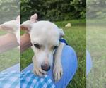 Small #1 Chihuahua Mix