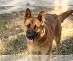 Small German Shepherd Dog Mix