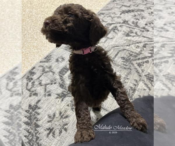 Medium Photo #2 Poodle (Standard) Puppy For Sale in SUFFOLK, VA, USA