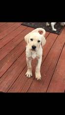Labrador Retriever Puppy for sale in ALPHARETTA, GA, USA