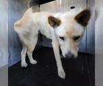 BRISTOL - Female Chow Chow-Unknown Mix Dog for Adoption - Small photo