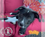 Small #7 Staffordshire Bull Terrier Mix