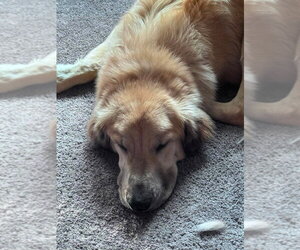 Tonya - Female Golden Retriever-Unknown Mix Dog for Adoption - Photo #4