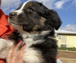 Small Photo #18 Australian Shepherd Puppy For Sale in LUBBOCK, TX, USA