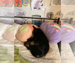 Small #5 Pug Mix