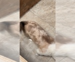 Small #3 American Corgi