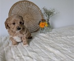 Small Photo #32 Poovanese Puppy For Sale in GOSHEN, IN, USA