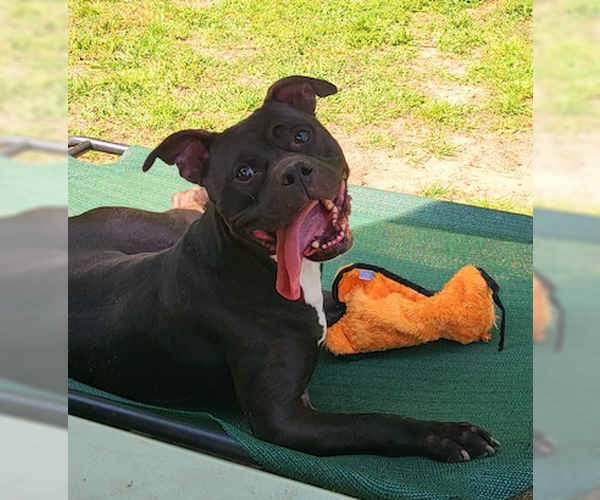 Medium Photo #9 Boxer-Unknown Mix Puppy For Sale in Decatur, GA, USA