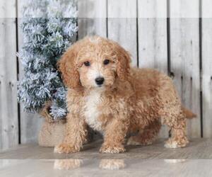 Poochon Puppy for sale in MOUNT VERNON, OH, USA
