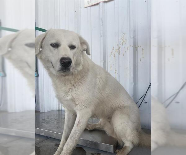 Medium Photo #1 Great Pyrenees Puppy For Sale in Bakersfield, CA, USA