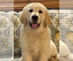 Puppy 4 English Cream Golden Retriever