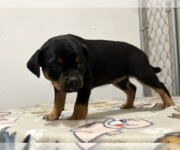 Medium Photo #18 Carlin Pinscher Puppy For Sale in COBB, WI, USA